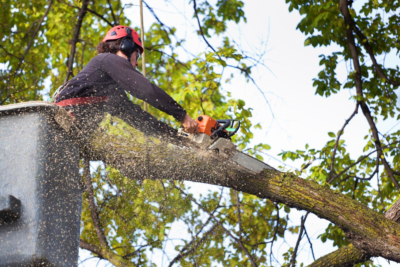 Tree Trimming in Atoka, TN